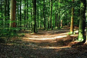 floresta